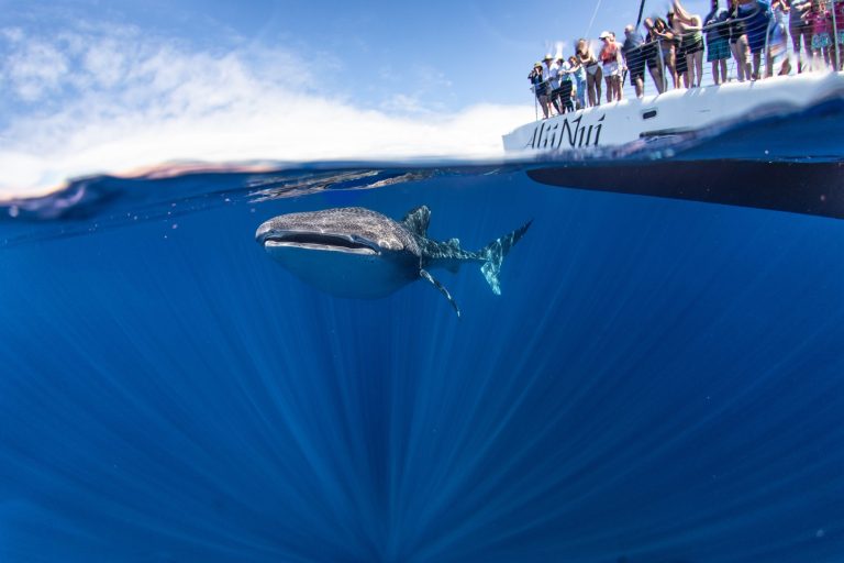 Whale swimming near the surface as people watch from a boat.