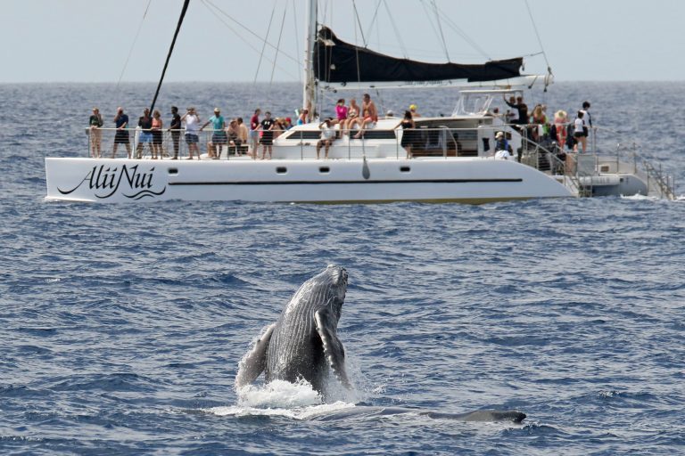 People on a sailboat watching a whale breaching.