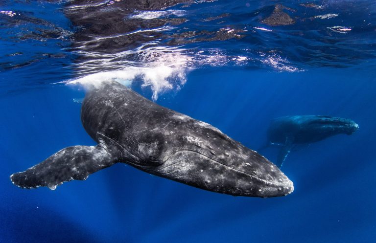 Two humpback whales swimming underwater in a deep blue ocean.