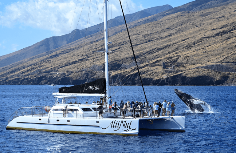 Catamaran with people near breaching whale, mountainous coastline in background.