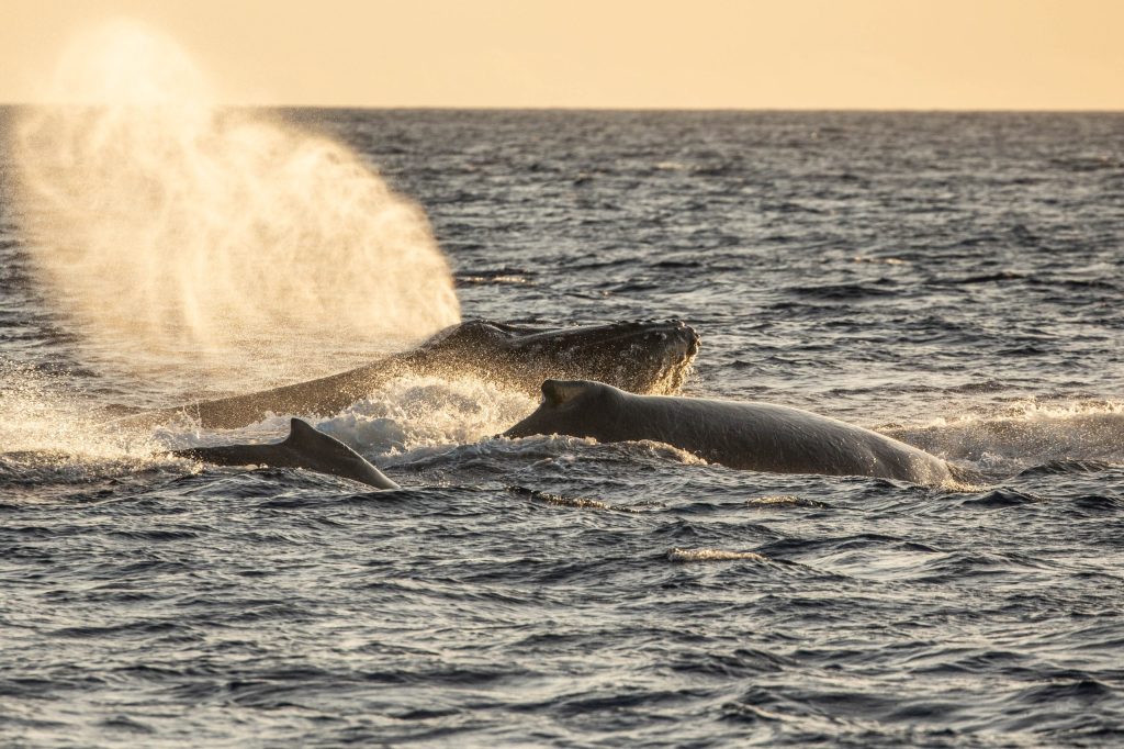 Whales swimming in ocean with water spout under golden sunset sky.