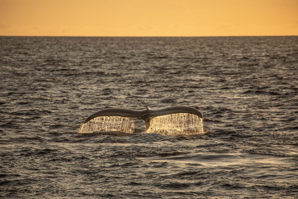Whale tail above ocean at sunset with orange sky.