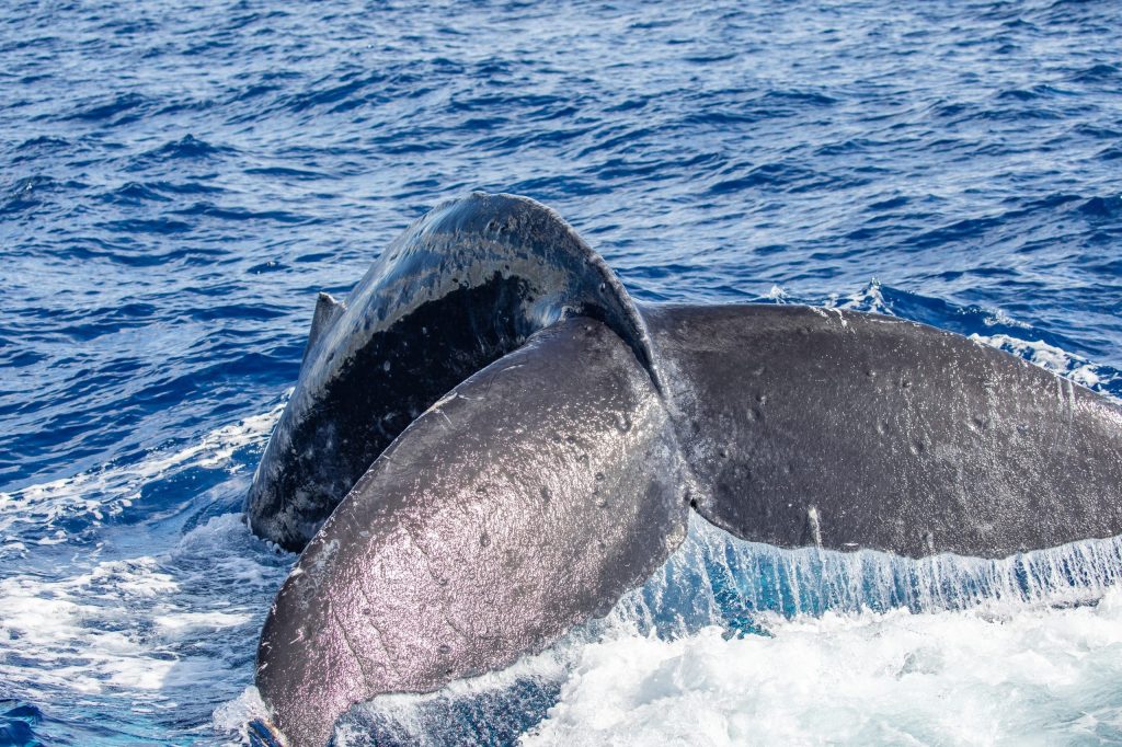 Close-up of a whale's tail submerged in the ocean water.