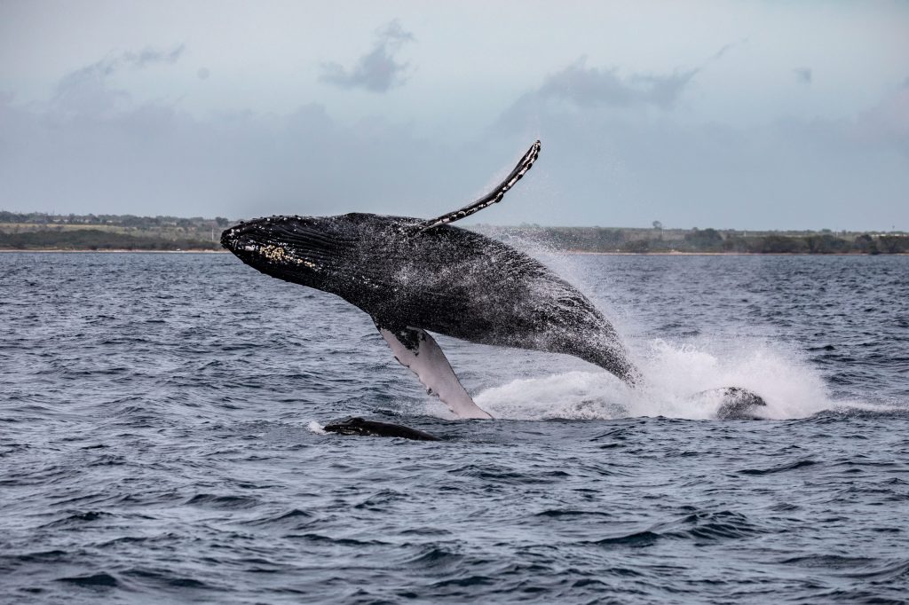 Humpback whale breaching out of the ocean near a distant shoreline.