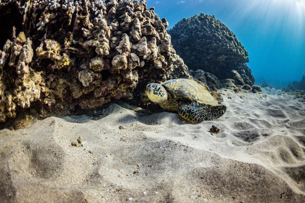 Sea turtle resting on sandy ocean floor near coral rocks.