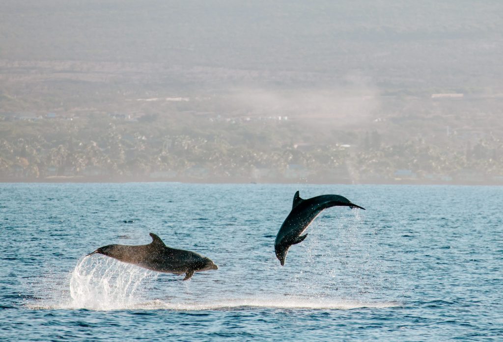 Two dolphins leaping out of the ocean near a distant shoreline.