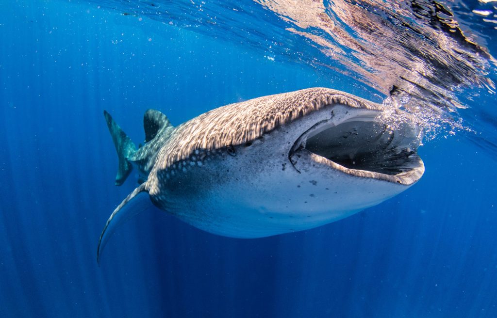 Whale shark swimming near the ocean surface with mouth open.