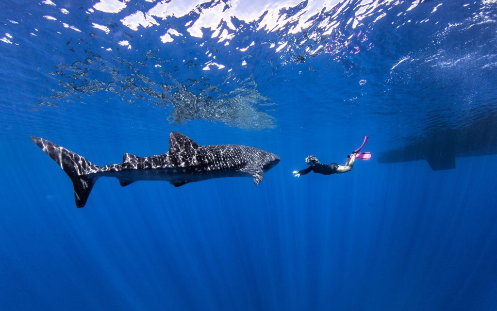 A snorkeler swims near a large whale shark in clear blue water.