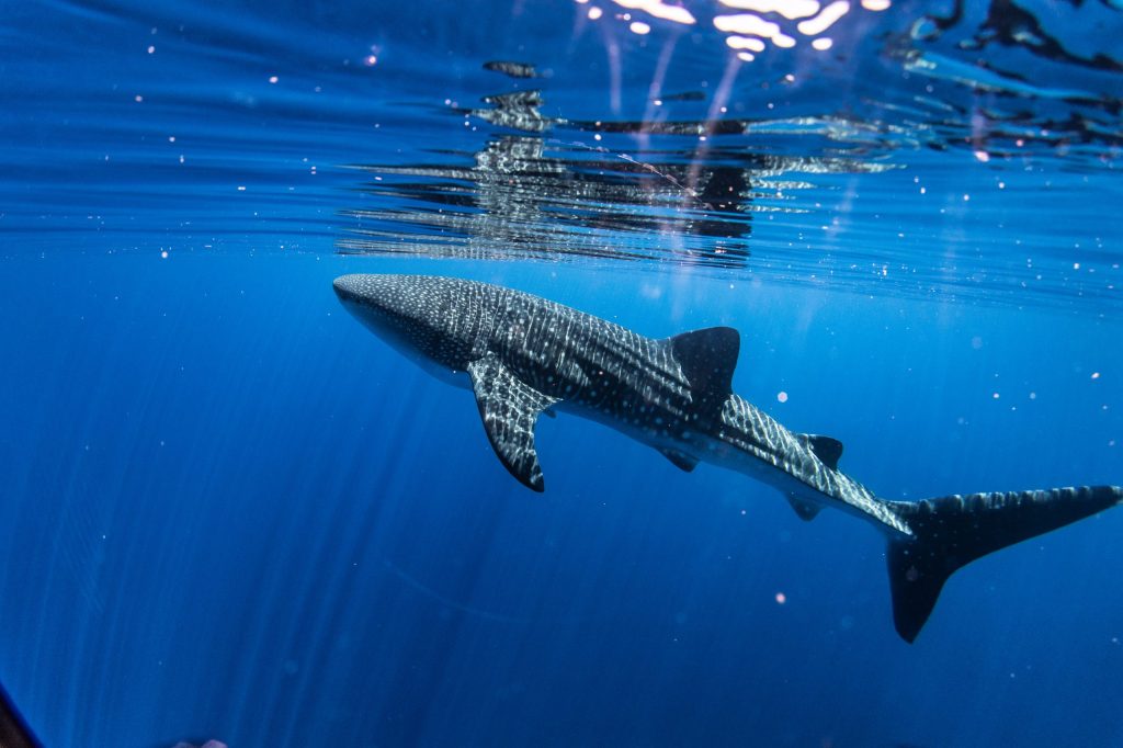 Whale shark swimming underwater with sunlit water surface above.