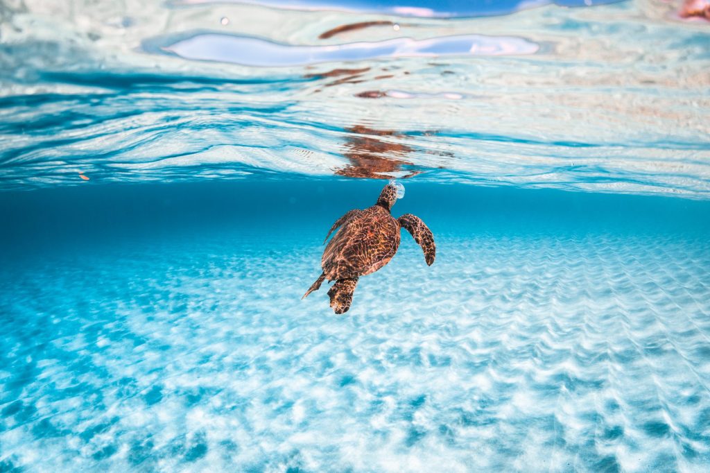Sea turtle swimming beneath the ocean surface with clear blue water.