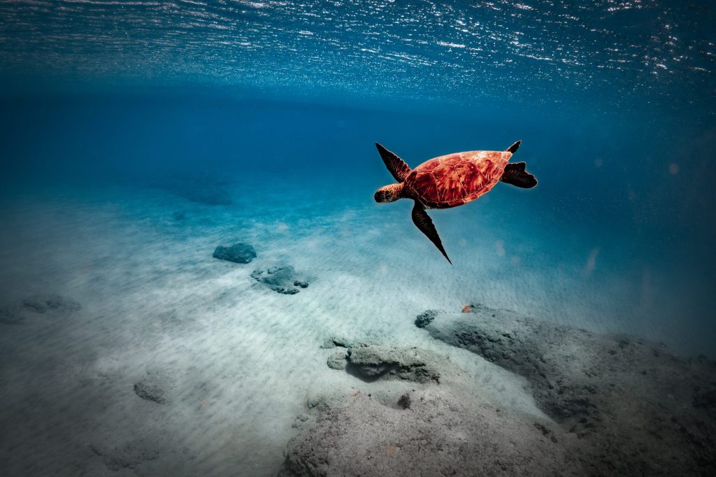 Sea turtle swimming underwater over a sandy ocean floor.
