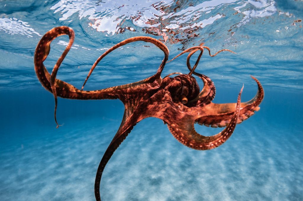 An octopus swimming underwater with spreading tentacles in clear blue ocean water.