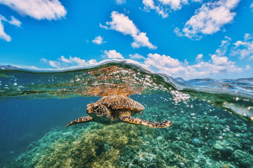 Sea turtle swimming in clear water with sky and clouds above.