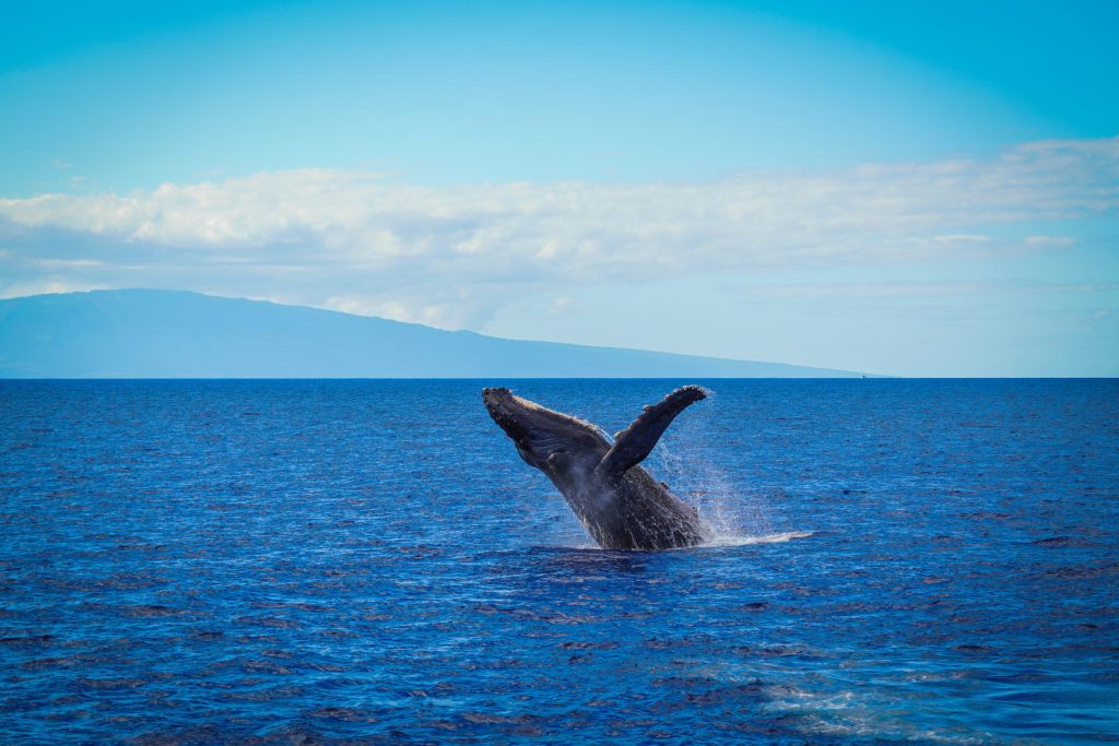 Whale breaching ocean surface with distant island backdrop.