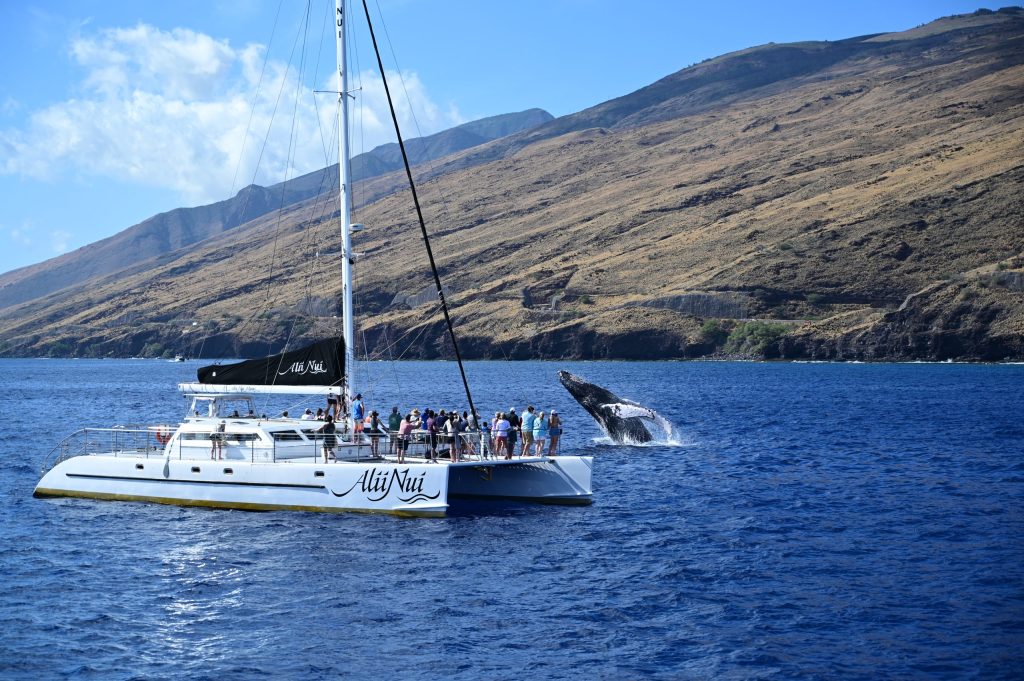 Catamaran with people watching a whale breaching near a mountainous coastline.