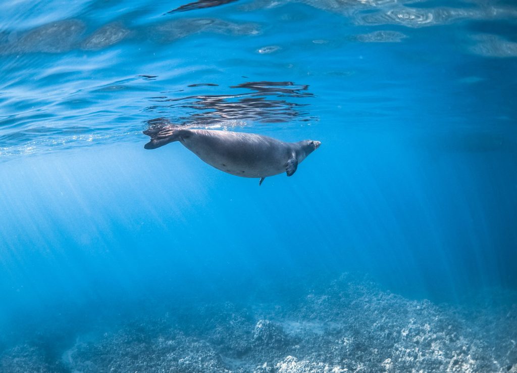 Seal swimming in clear blue water above a rocky ocean floor.