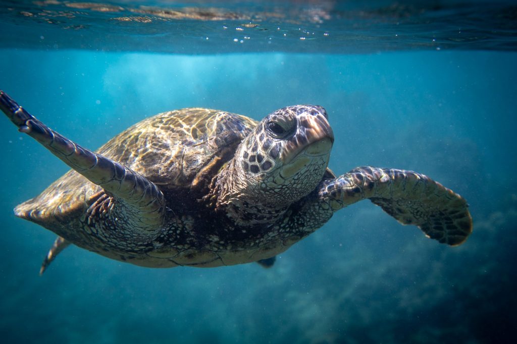 Sea turtle swimming underwater with outstretched flippers, surrounded by blue water.