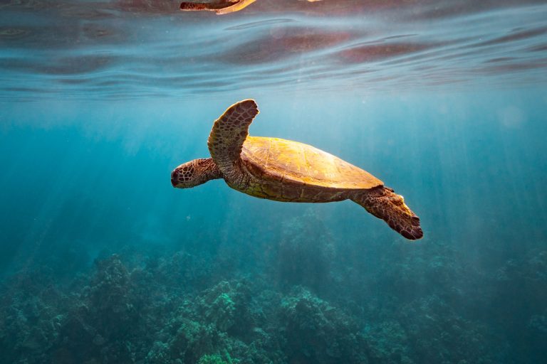 Sea turtle swimming underwater with sun rays and coral in the background.