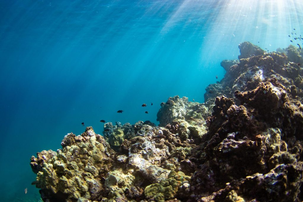 Sunlit underwater coral reef with small fish and clear blue water.