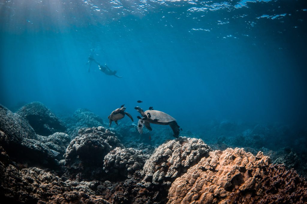 Divers and sea turtles swimming near coral reefs underwater.