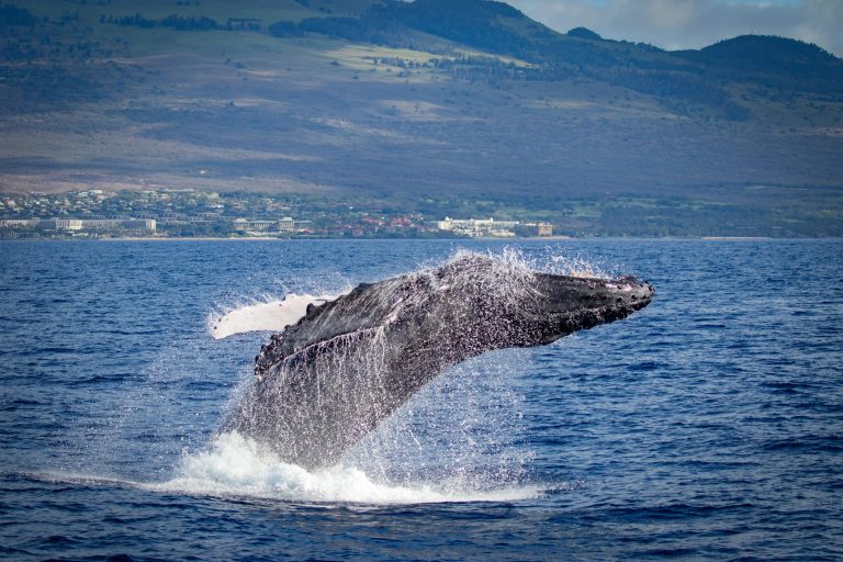 Humpback whale breaching in ocean near a mountainous coastline.