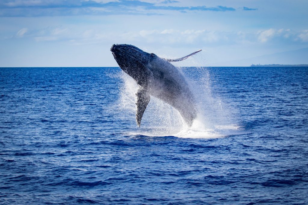 Whale breaching out of the ocean with water splashing against a blue sky background.