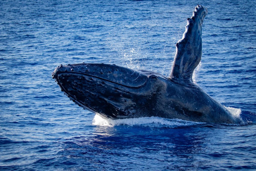 Humpback whale breaching ocean surface, flippers raised.