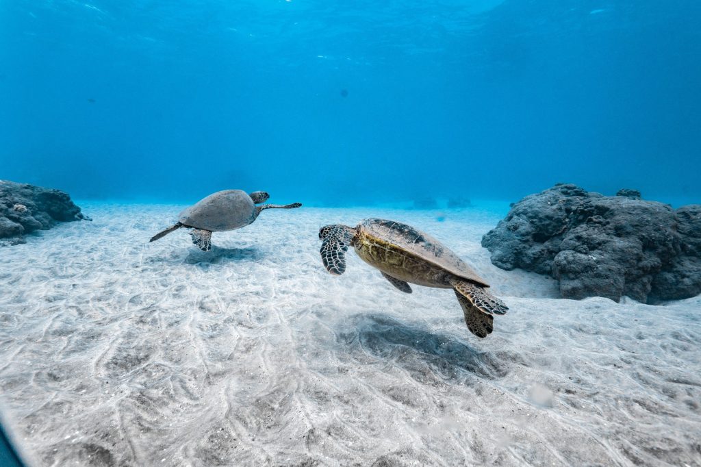 Two sea turtles swimming underwater near coral rocks.