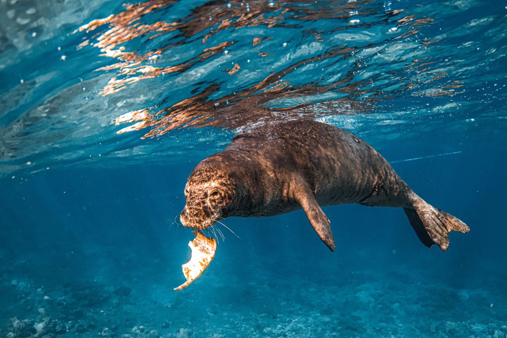 Seal underwater holding a fish in its mouth, surrounded by blue water.