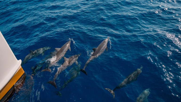 Pod of dolphins swimming near a boat in clear blue water.