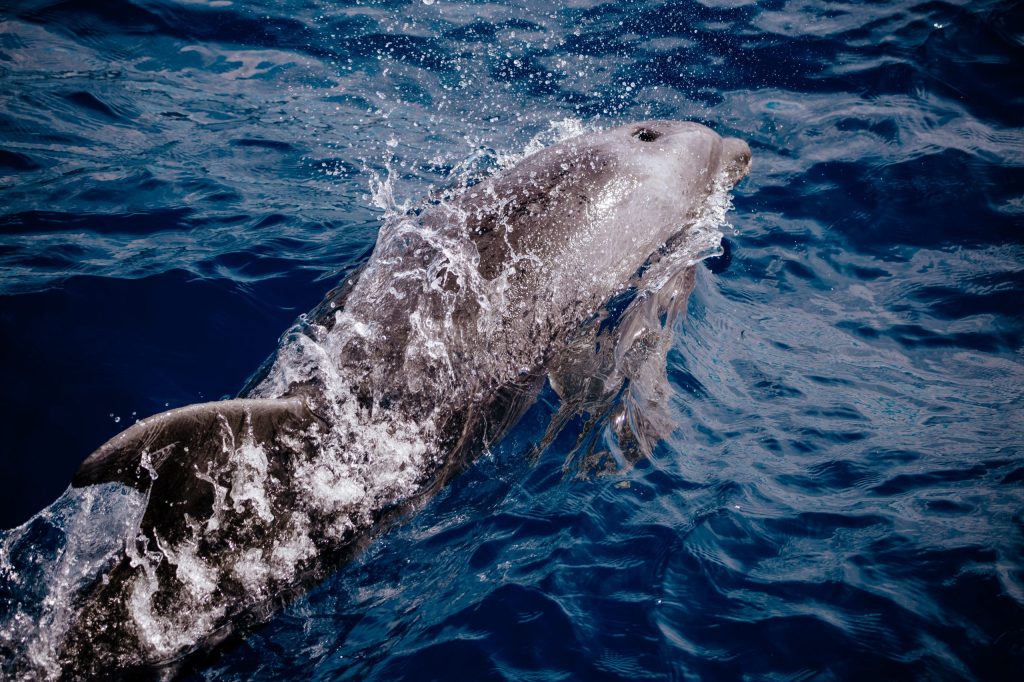 Dolphin swimming in deep blue ocean, water splashing.