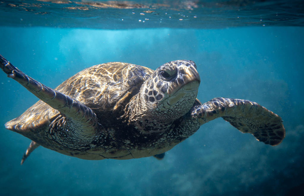 Swimming with Sea Turtles in Maui: Turtle Town Snorkeling Guide 2025