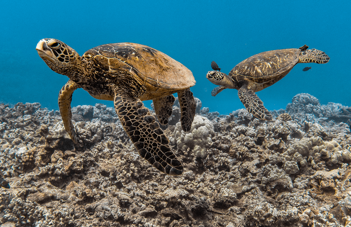 Molokini Crater Snorkeling: Everything You Need to Know