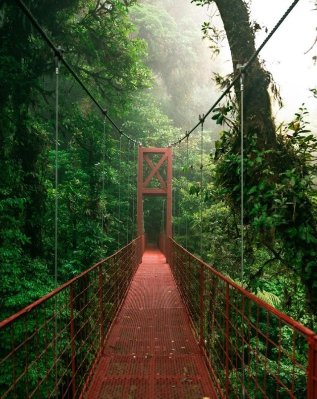 Red suspension bridge through dense, misty rainforest.