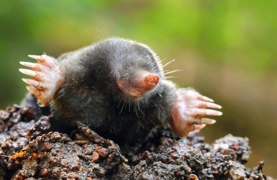 Mole emerging from soil with outstretched limbs and small eyes.