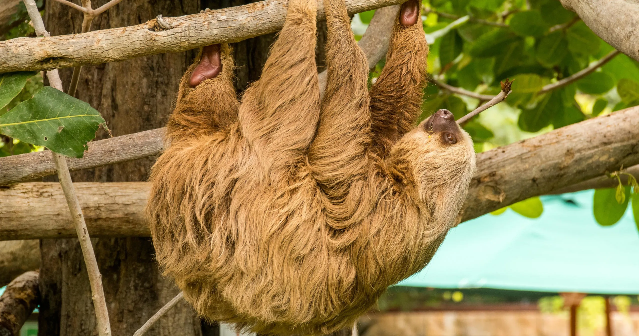 Sloth hanging upside down on tree branch in a forest setting.