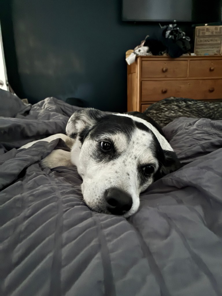 Black and white dog lying on a gray bed looking at the camera.