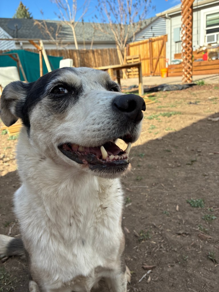 Smiling dog in a backyard with houses and a wooden fence in the background.