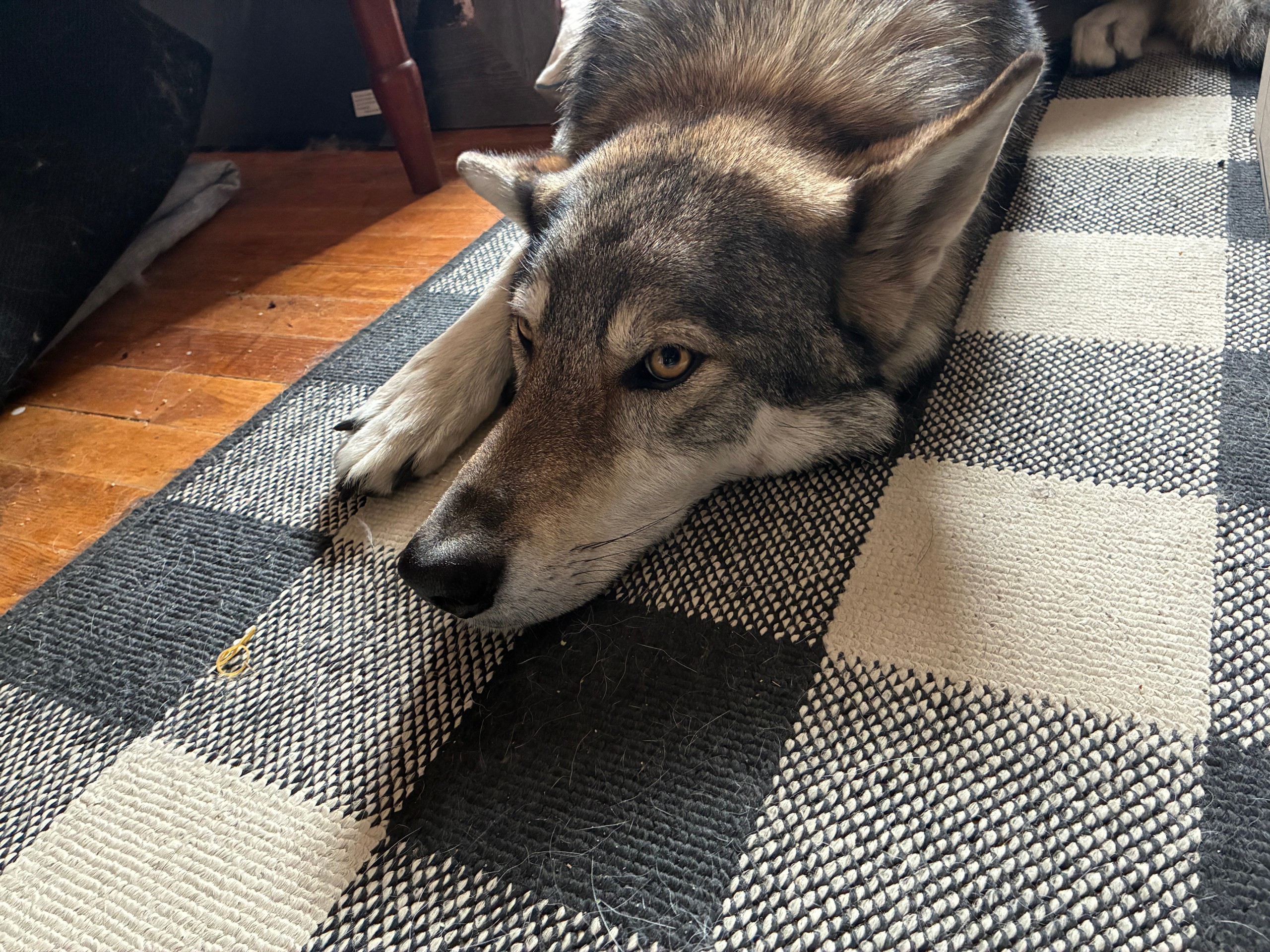 Wolf-like dog resting on a black and white checkered rug.