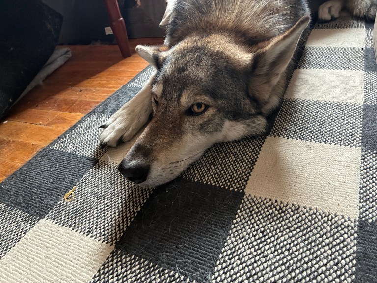 Wolf-like dog resting on a black and white checkered rug.