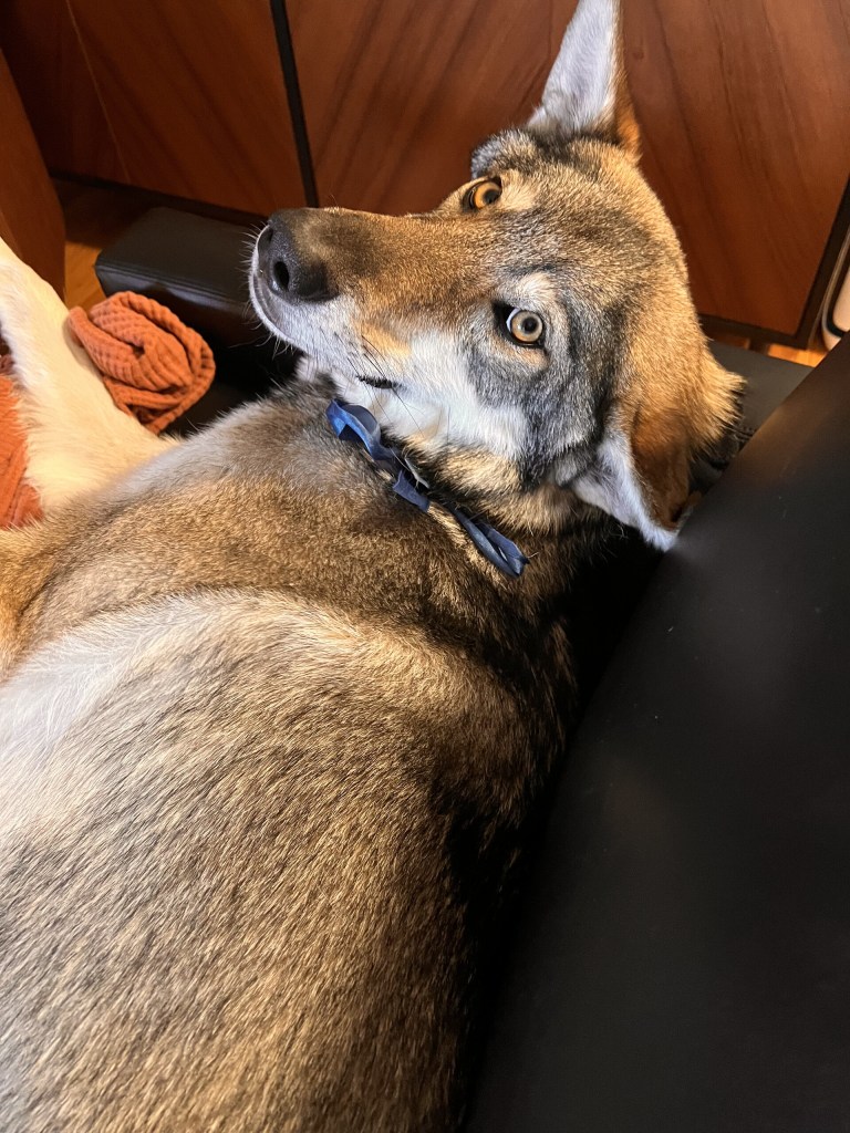 Dog with gray fur and blue collar lying on a couch, looking up.