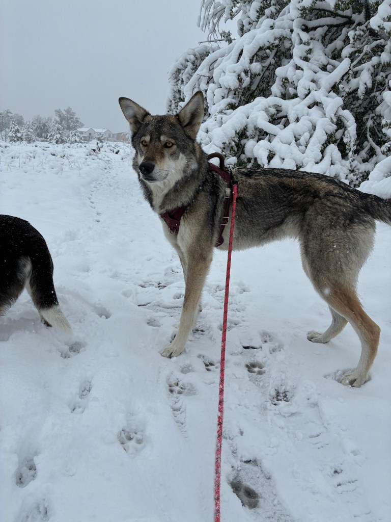 Dog on a leash in snowy landscape, surrounded by snow-covered trees.