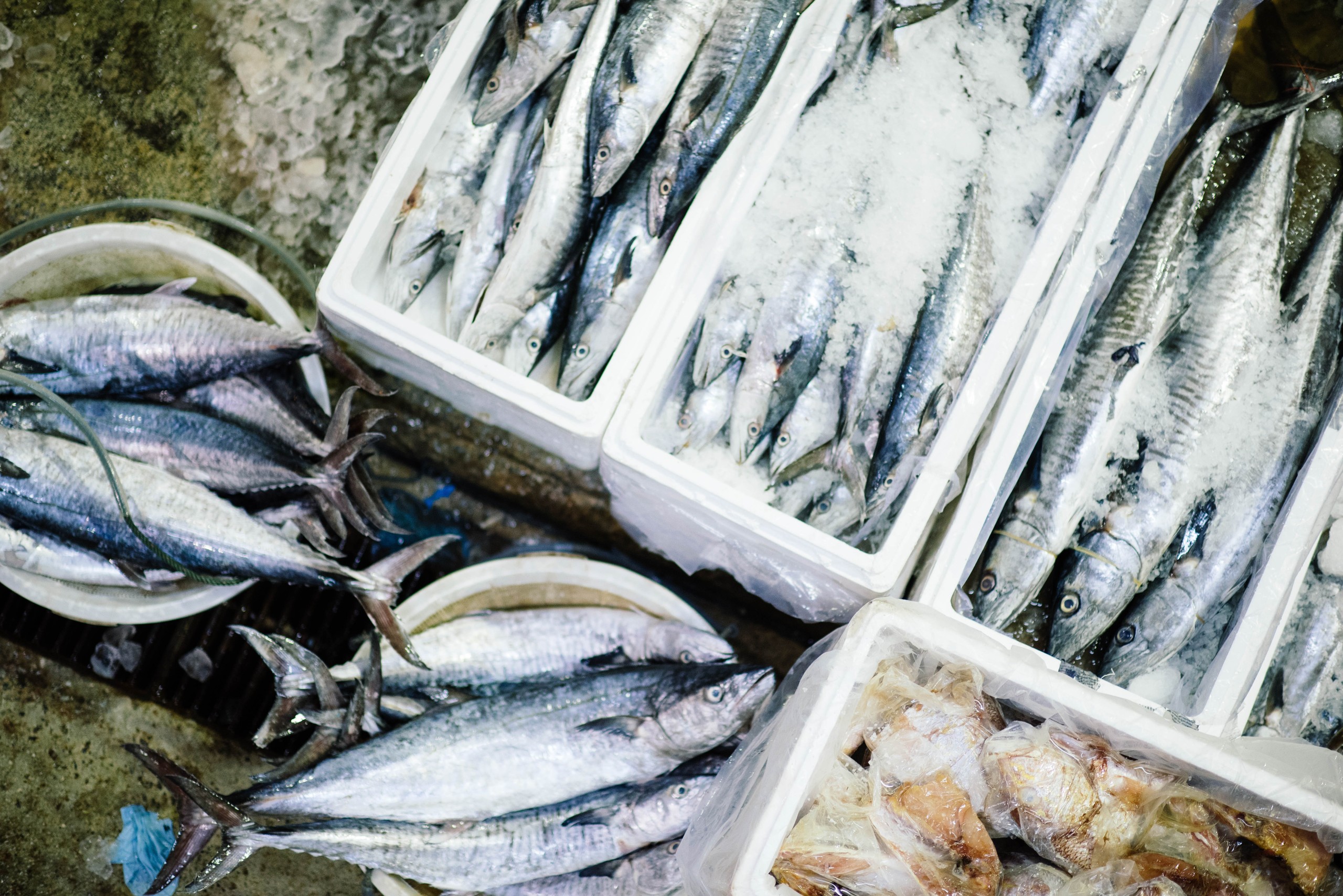 Assorted fresh fish displayed in ice-filled containers at a market.