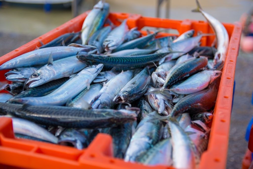 A red crate filled with freshly caught fish.