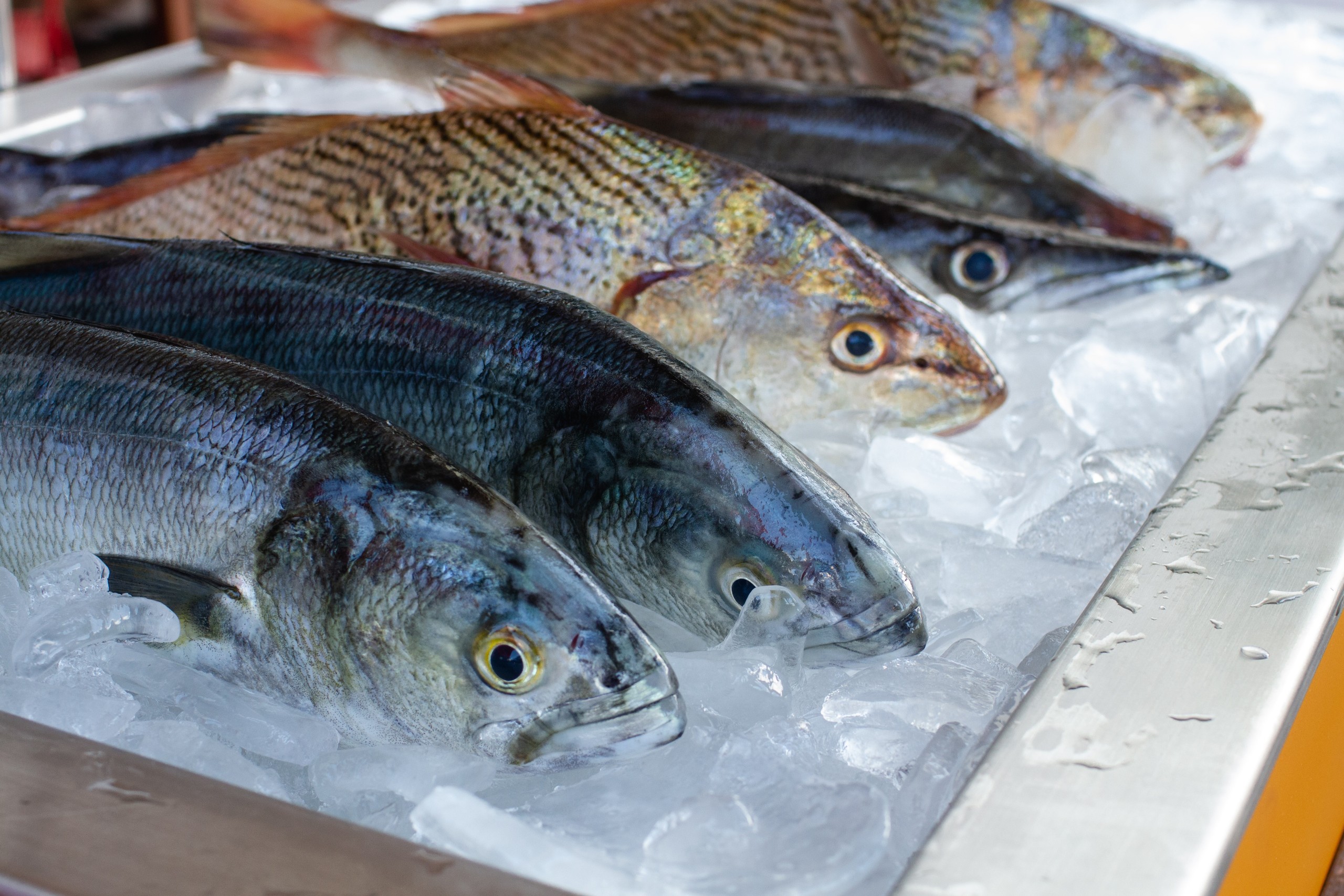 Fish displayed on ice at a seafood market.