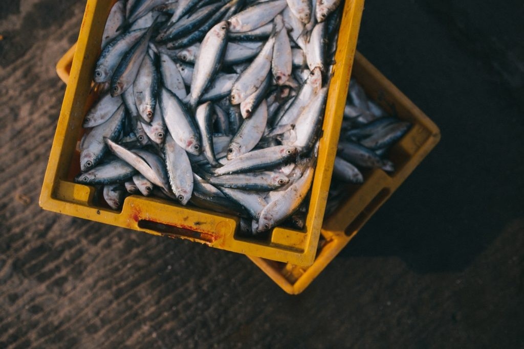 Yellow crates filled with fresh fish on a textured surface.