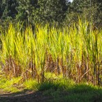 Tall green sugarcane plants growing in a sunny field.