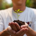 Person holding a small plant with soil in their hands.