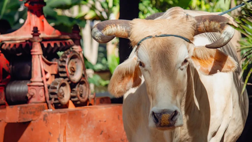 Pura Vida in Every Step: Discover the Soul of rincon