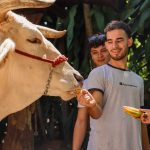 People feeding a cow with a banana in an outdoor setting.